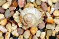Snail with shell with colors and circles Royalty Free Stock Photo