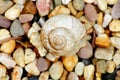 Snail with shell with colors and circles Royalty Free Stock Photo