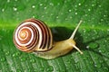 Snail with shell with colors and circles Royalty Free Stock Photo