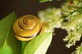 Snail with shell with colors and circles Royalty Free Stock Photo