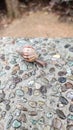 Snail with shell on concrete wall