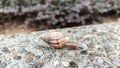 Snail with shell on concrete wall