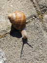 Snail with shadow on the ground with slag - garden snail Royalty Free Stock Photo