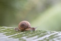 Snail in shell crawling on the green palm leaf, summer day in garden, close up, Thailand Royalty Free Stock Photo