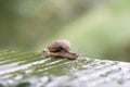 Snail in shell crawling on the green palm leaf, summer day in garden, close up, Thailand Royalty Free Stock Photo