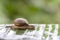Snail in shell crawling on the green palm leaf, summer day in garden, close up, Thailand Royalty Free Stock Photo
