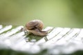 Snail in shell crawling on the green palm leaf, summer day in garden, close up, Thailand Royalty Free Stock Photo