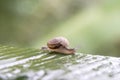 Snail in shell crawling on the green palm leaf, summer day in garden, close up, Thailand Royalty Free Stock Photo