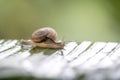 Snail in shell crawling on the green palm leaf, summer day in garden, close up, Thailand Royalty Free Stock Photo