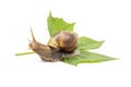 Snail in shell crawling on the  leaf Royalty Free Stock Photo