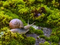 Snail in shell crawling on moss, summer forest Royalty Free Stock Photo