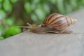 Snail with shell crawling slowly isolated on green nature tree. Small wildlife animal bug in garden Royalty Free Stock Photo