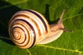 Snail in shell crawling on a vine leaf Royalty Free Stock Photo