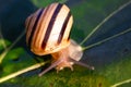 Snail in shell crawling on a vine leaf Royalty Free Stock Photo