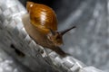 Snail with shell crawls on white bag.
