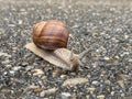 Snail crossing asphalt road Royalty Free Stock Photo