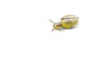 Snail with snail shell cut out. Snail with house, foot and antenna. For composing