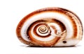Snail shell, cut out isolated on white background Royalty Free Stock Photo