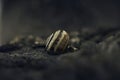 Snail shell detail attached to a tree trunk ,macro detail Royalty Free Stock Photo