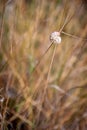 A snail shell on dry grass with a blurred background with randomly placed grasses.