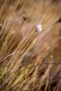 A snail shell on dry grass with a blurred background with randomly placed grasses.