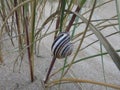 Snail Shell on Dune Grass 2
