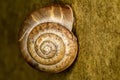 Snail shell extreme closeup photo - Macro photo snail Royalty Free Stock Photo