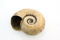 Old Snail shell on the white background Royalty Free Stock Photo