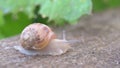 Snail shell between fresh sprout leafs. Production of Snails. Snail Farm. Mollusk