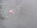 Snail shell in frozen water of pond in winter