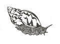 Snail and shell. Graphic illustration of a snail with a shell is made in pencil on a white background..