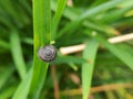A snail shell on the grass leaf Royalty Free Stock Photo