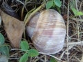 Snail shell green grass animal Royalty Free Stock Photo