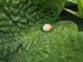 Snail shell on a green textured plant leaf Royalty Free Stock Photo