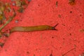 Snail without shell on the ground, open antenas, red background close up