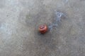 Snail shell on the ground