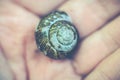 Snail shell in hand Royalty Free Stock Photo