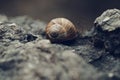 Rock, snail and moss, all gathered as vintage style Royalty Free Stock Photo