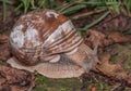 Snail Royalty Free Stock Photo