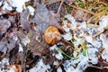 Snail shell i the snow Royalty Free Stock Photo