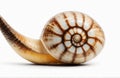 Snail shell, isolated on white background Royalty Free Stock Photo