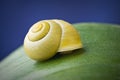 Snail with shell on leaf Royalty Free Stock Photo