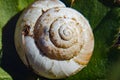 Snail shell lies on a green leaf in the garden Royalty Free Stock Photo