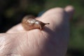 Snail without shell limax