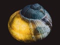 Snail shell lit from inside. Still life photography.