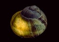 Snail shell lit from inside. Still life photography. Royalty Free Stock Photo