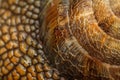 Snail Shell Macro Photography, Unveiling Intricate Patterns and Textures of a Gastropod\'s Home, Showcasing Nature\'s
