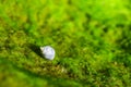 Snail living on wet green moss Royalty Free Stock Photo