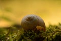 Snail shell on moss Royalty Free Stock Photo