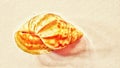 This is a snail shell that is no longer inhabited